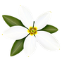 Olivenblüte