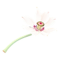 Opium