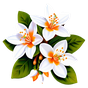 Orangenblüte