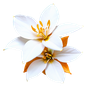 Orangenblüte Absolue