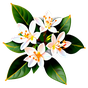 Osmanthus