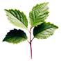 Patchouli