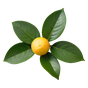 Petitgrain