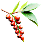 Pfefferbaum