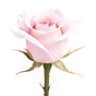 Rose Absolue