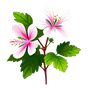Rosengeranie