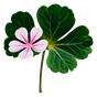 Rosengeranienblatt