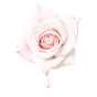 Rosenmilch