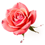 Rosenwasser