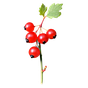 Rote Johannisbeere