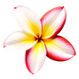 Roter Frangipani