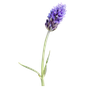 Schopf-Lavendel