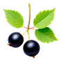 Schwarze-Johannisbeere-Knospe