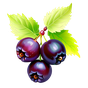 Schwarze Johannisbeere