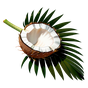 Seychellenpalme