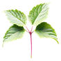 Singapur-Patchouli