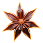 Sternanis