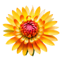 Strohblume