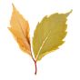 Sulawesi-Patchouli