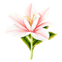 Tabakblüte