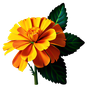 Tagetes