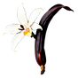 Tahiti-Vanille
