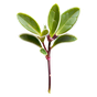 Thymian