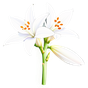 Tuberose