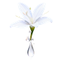 Tuberose Absolue