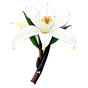 Vanille Resinoid