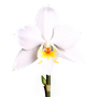 Vanilleorchidee