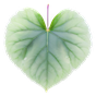 Veilchenblatt