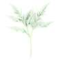 Wüstenbeifuß