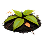 Waldboden