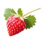 Walderdbeere