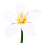 Wasserjasmin