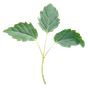 Wermutkraut