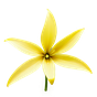 Ylang-Ylang