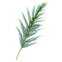 Zedernblatt