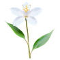 Zistrose