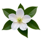 Zitronenblüte