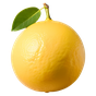 Zitronenmelisse