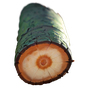 Zypresse