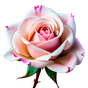 bulgarische Rose