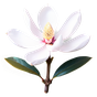 chinesische Magnolie