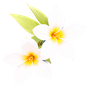 chinesischer Jasmin