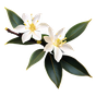chinesischer Osmanthus Absolue Orpur®