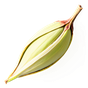 grüner Kardamom