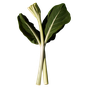 grüner Rhabarber