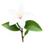 indischer Jasmin-Sambac